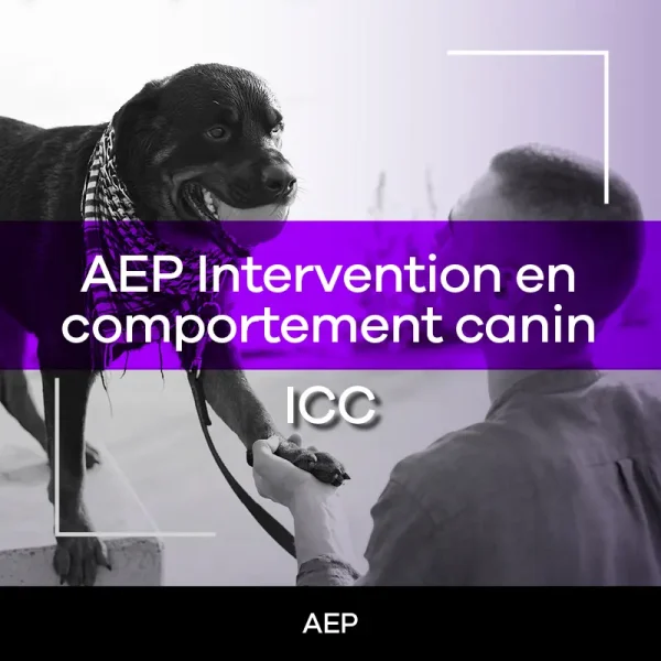 Intervention en comportement canin – ICC